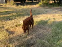 RW Girl 2, a  Golden Retriever for sale in Azle, TX – 2 of 2