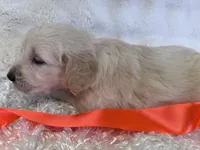 Paris, a female English Cream Golden Retriever for sale in Azle, TX – 4 of 7