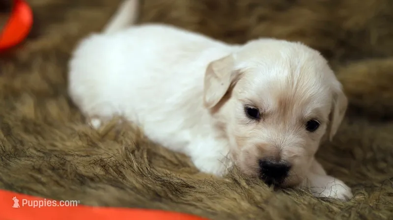 Tabitha – English Cream Golden Retriever puppy for sale in Azle, TX