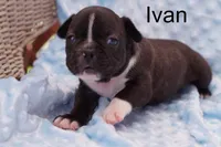 Ivan, a male Frenchton for sale in Azle, TX – Photo 2 of 2