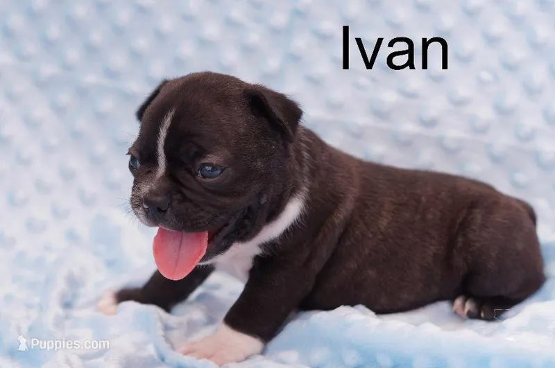 Ivan