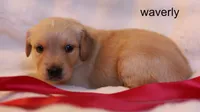 Waverly - AKC, Microchipped, DNA Tested, a female Golden Retriever for sale in Azle, TX – 3 of 7