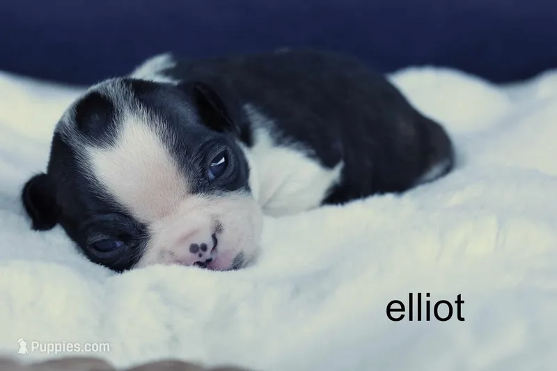 Elliot – Classic Brindle Charm – Boston Terrier puppy for sale in Azle, TX