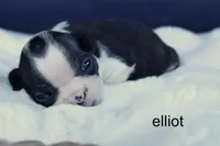 Elliot – Classic Brindle Charm, a male Boston Terrier for sale in Azle, TX – 1 of 4