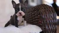 Sky - ACA, DNA Tested, a female Boston Terrier for sale in Azle, TX – 5 of 5