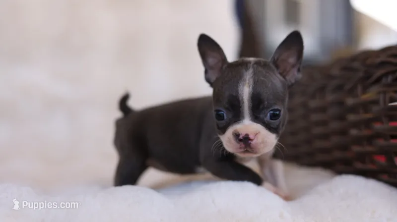 Sky - ACA, DNA Tested – Boston Terrier puppy for sale in Azle, TX