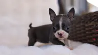 Sky - ACA, DNA Tested, a female Boston Terrier for sale in Azle, TX – 1 of 5