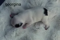 Georgina — Female, black-and-white splash, a female Boston Terrier for sale in Azle, TX – 2 of 2