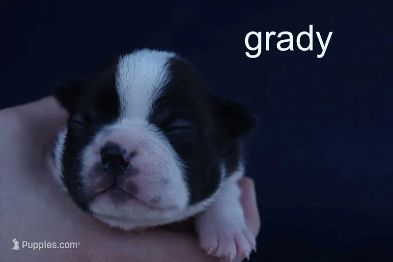 Grady — Male, black and white – Boston Terrier puppy for sale in Azle, TX