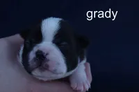 Grady — Male, black and white, a male Boston Terrier for sale in Azle, TX – 1 of 2