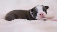Bridget - AKC, DNA Tested, a female Boston Terrier for sale in Azle, TX – 1 of 5