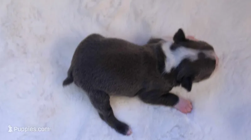 Sky – Boston Terrier puppy for sale in Azle, TX