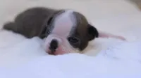 Sawyer, a male Boston Terrier for sale in Azle, TX – 5 of 6