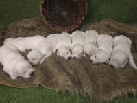 MV Boy 2, a male English Cream Golden Retriever for sale in Azle, TX – 3 of 5