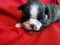 Marley, a female Boston Terrier for sale in Azle, TX – Photo 1 of 4