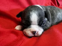 Marley, a female Boston Terrier for sale in Azle, TX – Photo 4 of 4