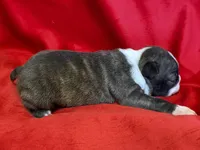 Marley, a female Boston Terrier for sale in Azle, TX – Photo 3 of 4