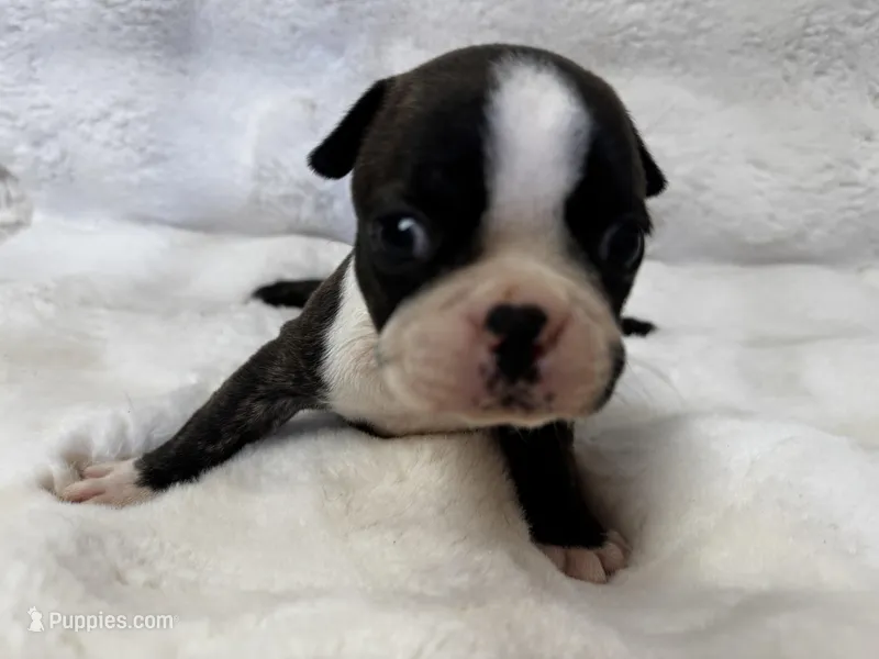 Marley – Boston Terrier puppy for sale in Azle, TX