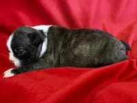 Marley, a female Boston Terrier for sale in Azle, TX – Photo 2 of 4