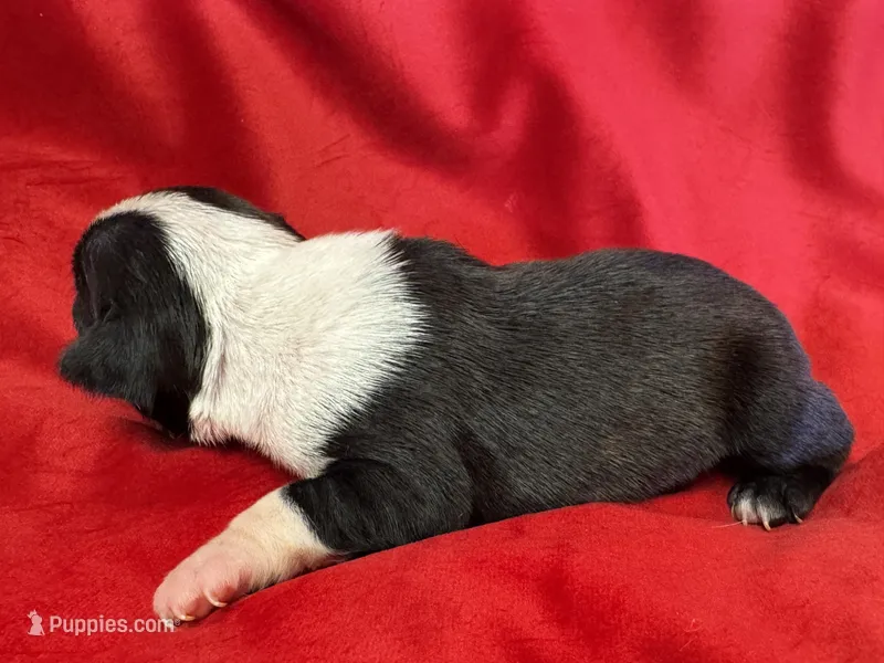 Mae – Boston Terrier puppy on hold in Azle, TX