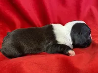 Mae, a female Boston Terrier for sale in Azle, TX – Photo 2 of 4