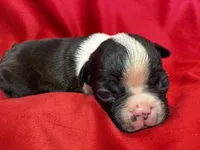 Mae, a female Boston Terrier for sale in Azle, TX – Photo 4 of 4