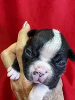 Mae, a female Boston Terrier for sale in Azle, TX – Photo 3 of 4