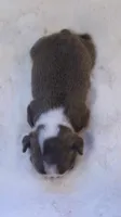 Sapphire, a female Boston Terrier for sale in Azle, TX – 5 of 6