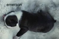 Emerson – Brindle & White Cutie, a male Boston Terrier for sale in Azle, TX – 3 of 4