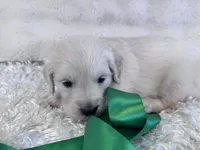Priscilla , a female English Cream Golden Retriever for sale in Azle, TX – 2 of 10