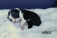 Elliot – Classic Brindle Charm, a male Boston Terrier for sale in Azle, TX – 3 of 4