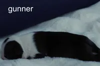 Gunner — Male, black and white, a male Boston Terrier for sale in Azle, TX – 2 of 2