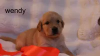 Wendy - AKC, Microchipped, DNA Tested, a female Golden Retriever for sale in Azle, TX – 4 of 7