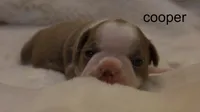 Cooper – Champagne & White Cutie, a male Boston Terrier for sale in Azle, TX – 3 of 4