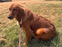 William – Health-Tested Parents & Farm-Raised, a male Golden Retriever for sale in Azle, TX – 3 of 4