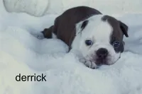 Derrick, a male Boston Terrier for sale in Azle, TX – 4 of 4