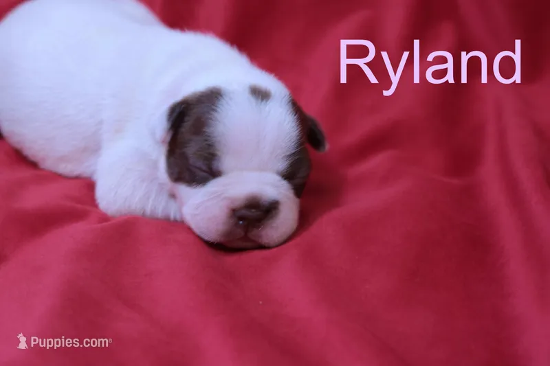 Ryland – Boston Terrier puppy for sale in Azle, TX