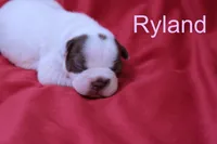 Ryland, a male Boston Terrier for sale in Azle, TX – 1 of 4