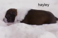 Hayley — Female Red/White Boston Terrier, a female Boston Terrier for sale in Azle, TX – 3 of 5