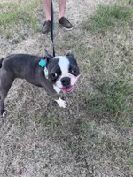 Melville | 2-Year-Old Blue & White Boston Terrier, a male Boston Terrier for sale in Azle, TX – 7 of 9