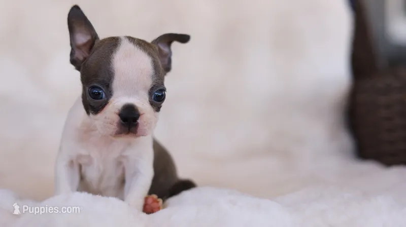 Sawyer - ACA, DNA Tested – Boston Terrier puppy for sale in Azle, TX
