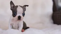 Sawyer - ACA, DNA Tested, a male Boston Terrier for sale in Azle, TX – 1 of 5