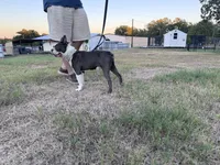 Melville | 2-Year-Old Blue & White Boston Terrier, a male Boston Terrier for sale in Azle, TX – 2 of 9