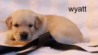 Wyatt – AKC, Health-Tested Parents & Farm-Raised, a male Golden Retriever for sale in Azle, TX – 2 of 4