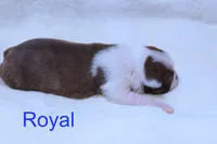 Royal, a male Boston Terrier for sale in Azle, TX – 2 of 4