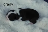Grady — Male, black and white, a male Boston Terrier for sale in Azle, TX – 2 of 2