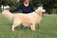 Anna | English Cream Golden Retriever from Genetically Tested Parents, a female English Cream Golden Retriever for sale in Azle, TX – 4 of 4