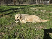 Paris, a female English Cream Golden Retriever for sale in Azle, TX – 5 of 7