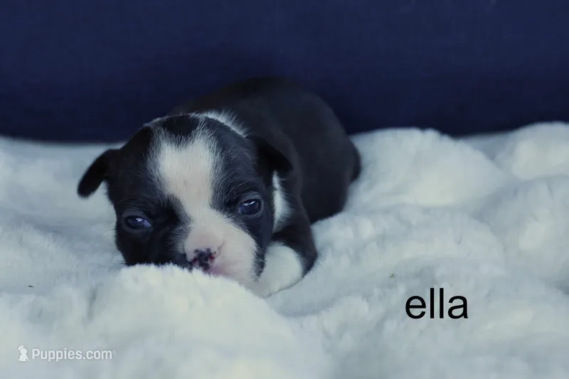 Ella – Seal & White Beauty – Boston Terrier puppy for sale in Azle, TX