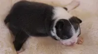 Blossom - AKC, DNA Tested, a female Boston Terrier for sale in Azle, TX – 3 of 4